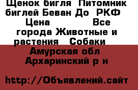 Щенок бигля. Питомник биглей Беван-До (РКФ) › Цена ­ 20 000 - Все города Животные и растения » Собаки   . Амурская обл.,Архаринский р-н